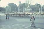 cairo camelherd